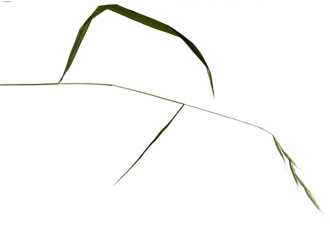 Brachypodium sylvaticum (Poaceae)
